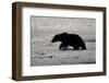 Grizzly Bear Hunting Spawning Salmon at Kukak Bay-Paul Souders-Framed Photographic Print