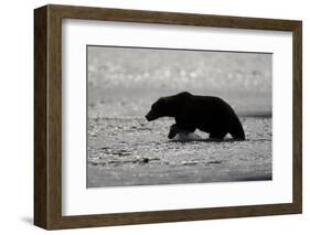 Grizzly Bear Hunting Spawning Salmon at Kukak Bay-Paul Souders-Framed Photographic Print