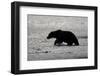 Grizzly Bear Hunting Spawning Salmon at Kukak Bay-Paul Souders-Framed Photographic Print