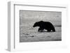 Grizzly Bear Hunting Spawning Salmon at Kukak Bay-Paul Souders-Framed Photographic Print