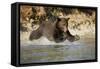 Grizzly Bear Hunting Spawning Salmon in River at Kinak Bay-Paul Souders-Framed Stretched Canvas