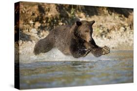 Grizzly Bear Hunting Spawning Salmon in River at Kinak Bay-Paul Souders-Stretched Canvas