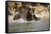 Grizzly Bear Hunting Spawning Salmon in River at Kinak Bay-Paul Souders-Framed Stretched Canvas