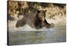 Grizzly Bear Hunting Spawning Salmon in River at Kinak Bay-Paul Souders-Stretched Canvas