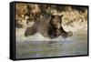 Grizzly Bear Hunting Spawning Salmon in River at Kinak Bay-Paul Souders-Framed Stretched Canvas