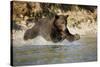 Grizzly Bear Hunting Spawning Salmon in River at Kinak Bay-Paul Souders-Stretched Canvas