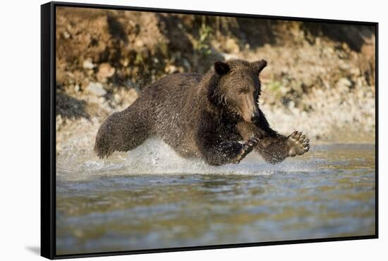 Grizzly Bear Hunting Spawning Salmon in River at Kinak Bay-Paul Souders-Framed Stretched Canvas