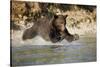 Grizzly Bear Hunting Spawning Salmon in River at Kinak Bay-Paul Souders-Stretched Canvas