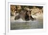 Grizzly Bear Hunting Spawning Salmon in River at Kinak Bay-Paul Souders-Framed Photographic Print