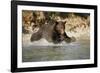 Grizzly Bear Hunting Spawning Salmon in River at Kinak Bay-Paul Souders-Framed Photographic Print