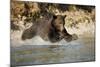 Grizzly Bear Hunting Spawning Salmon in River at Kinak Bay-Paul Souders-Mounted Photographic Print