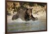 Grizzly Bear Hunting Spawning Salmon in River at Kinak Bay-Paul Souders-Framed Photographic Print