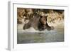 Grizzly Bear Hunting Spawning Salmon in River at Kinak Bay-Paul Souders-Framed Photographic Print