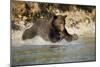 Grizzly Bear Hunting Spawning Salmon in River at Kinak Bay-Paul Souders-Mounted Photographic Print