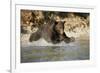 Grizzly Bear Hunting Spawning Salmon in River at Kinak Bay-Paul Souders-Framed Photographic Print