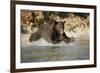 Grizzly Bear Hunting Spawning Salmon in River at Kinak Bay-Paul Souders-Framed Photographic Print