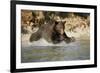 Grizzly Bear Hunting Spawning Salmon in River at Kinak Bay-Paul Souders-Framed Photographic Print