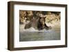 Grizzly Bear Hunting Spawning Salmon in River at Kinak Bay-Paul Souders-Framed Photographic Print