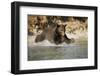 Grizzly Bear Hunting Spawning Salmon in River at Kinak Bay-Paul Souders-Framed Photographic Print