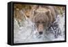 Grizzly Bear Hunting Spawning Salmon in Stream at Kinak Bay-Paul Souders-Framed Stretched Canvas