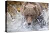 Grizzly Bear Hunting Spawning Salmon in Stream at Kinak Bay-Paul Souders-Stretched Canvas