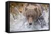 Grizzly Bear Hunting Spawning Salmon in Stream at Kinak Bay-Paul Souders-Framed Stretched Canvas