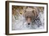 Grizzly Bear Hunting Spawning Salmon in Stream at Kinak Bay-Paul Souders-Framed Photographic Print