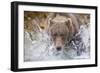 Grizzly Bear Hunting Spawning Salmon in Stream at Kinak Bay-Paul Souders-Framed Photographic Print