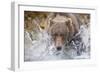 Grizzly Bear Hunting Spawning Salmon in Stream at Kinak Bay-Paul Souders-Framed Photographic Print