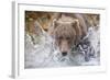 Grizzly Bear Hunting Spawning Salmon in Stream at Kinak Bay-Paul Souders-Framed Photographic Print