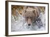 Grizzly Bear Hunting Spawning Salmon in Stream at Kinak Bay-Paul Souders-Framed Photographic Print