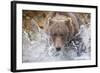 Grizzly Bear Hunting Spawning Salmon in Stream at Kinak Bay-Paul Souders-Framed Photographic Print