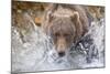 Grizzly Bear Hunting Spawning Salmon in Stream at Kinak Bay-Paul Souders-Mounted Photographic Print