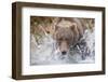 Grizzly Bear Hunting Spawning Salmon in Stream at Kinak Bay-Paul Souders-Framed Photographic Print