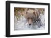 Grizzly Bear Hunting Spawning Salmon in Stream at Kinak Bay-Paul Souders-Framed Photographic Print