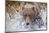 Grizzly Bear Hunting Spawning Salmon in Stream at Kinak Bay-Paul Souders-Mounted Photographic Print