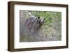 Grizzly Bear in Autumn-Ken Archer-Framed Photographic Print