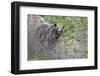 Grizzly Bear in Autumn-Ken Archer-Framed Photographic Print