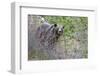 Grizzly Bear in Autumn-Ken Archer-Framed Photographic Print