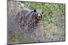 Grizzly Bear in Autumn-Ken Archer-Mounted Photographic Print