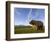 Grizzly Bear in Meadow at Hallo Bay in Katmai National Park-Paul Souders-Framed Photographic Print