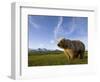 Grizzly Bear in Meadow at Hallo Bay in Katmai National Park-Paul Souders-Framed Photographic Print