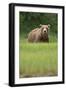 Grizzly Bear in Meadow at Kukak Bay in Katmai National Park-Paul Souders-Framed Premium Photographic Print