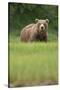 Grizzly Bear in Meadow at Kukak Bay in Katmai National Park-Paul Souders-Stretched Canvas