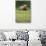 Grizzly Bear in Meadow at Kukak Bay in Katmai National Park-Paul Souders-Photographic Print displayed on a wall