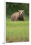 Grizzly Bear in Meadow at Kukak Bay in Katmai National Park-Paul Souders-Framed Photographic Print