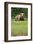 Grizzly Bear in Meadow at Kukak Bay in Katmai National Park-Paul Souders-Framed Photographic Print