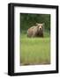 Grizzly Bear in Meadow at Kukak Bay in Katmai National Park-Paul Souders-Framed Photographic Print