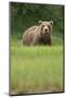 Grizzly Bear in Meadow at Kukak Bay in Katmai National Park-Paul Souders-Mounted Photographic Print