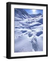 Grizzly Bear in the First Snow of Autumn, Brooks Range, Alaska, USA-Hugh Rose-Framed Photographic Print